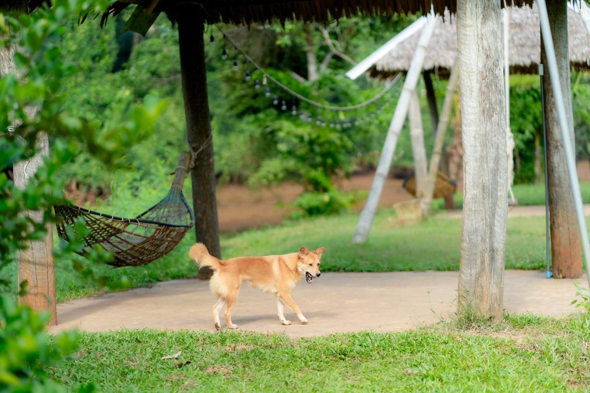 Chiewlan Camp And Resort Ban Pha Saeng Lang Exteriör bild
